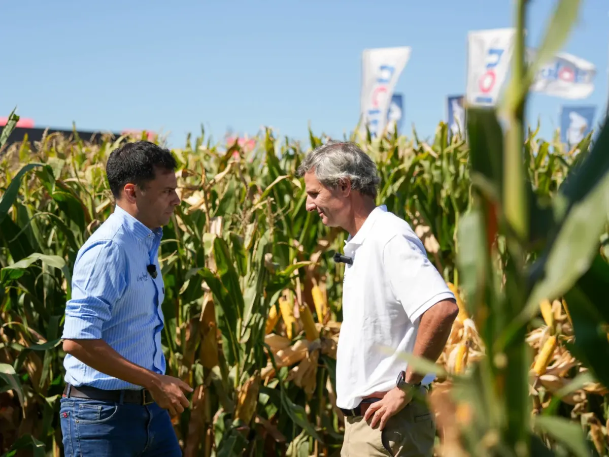 Interview with Raúl Paillot of NK Semillas in a corn field