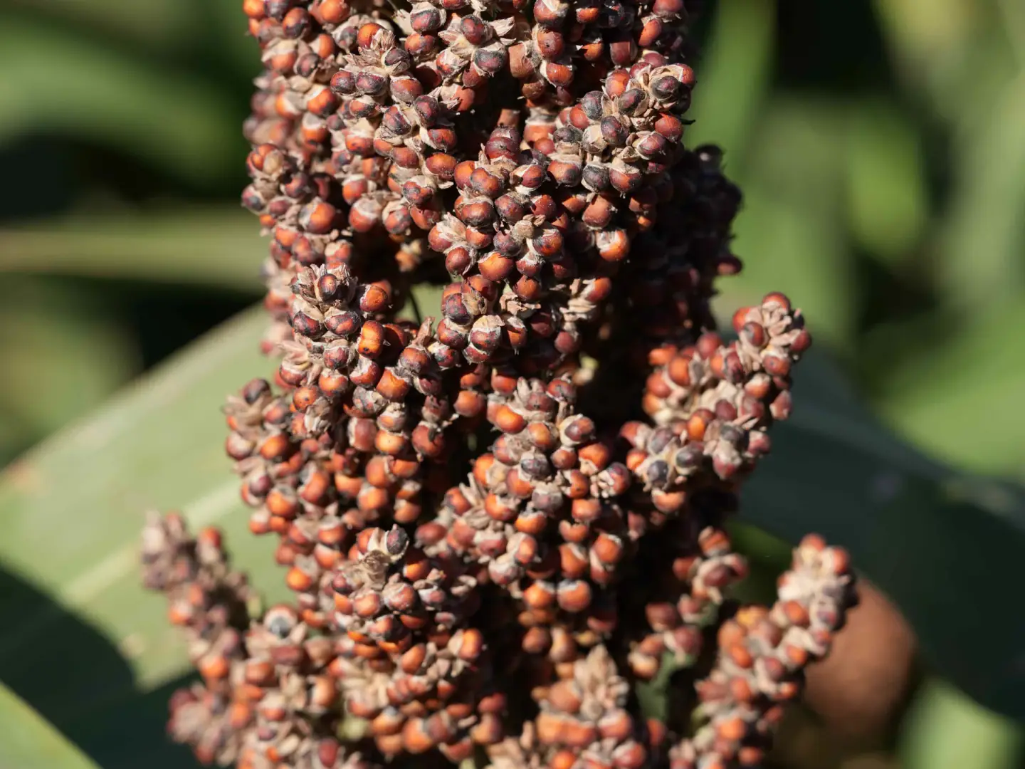 Sorghum panicle at the Advanta stand at Expoagro 2026