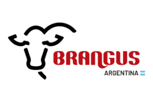 Brangus